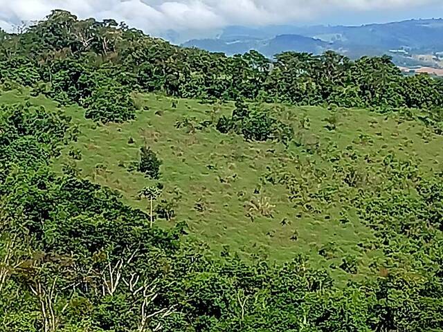 #137 - Sítio para Venda em São João da Boa Vista - SP